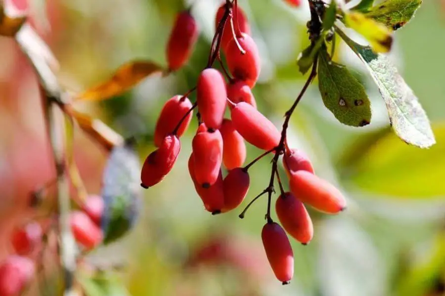 barberry