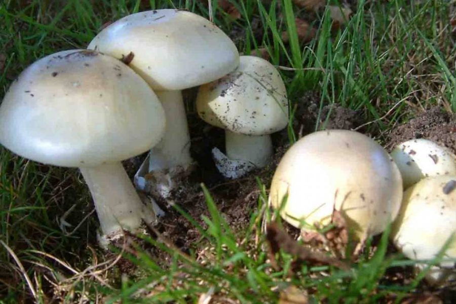 Death Cap Mushrooms