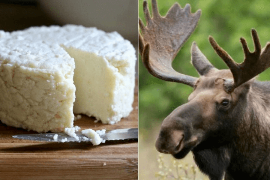 Moose Milk Cheese