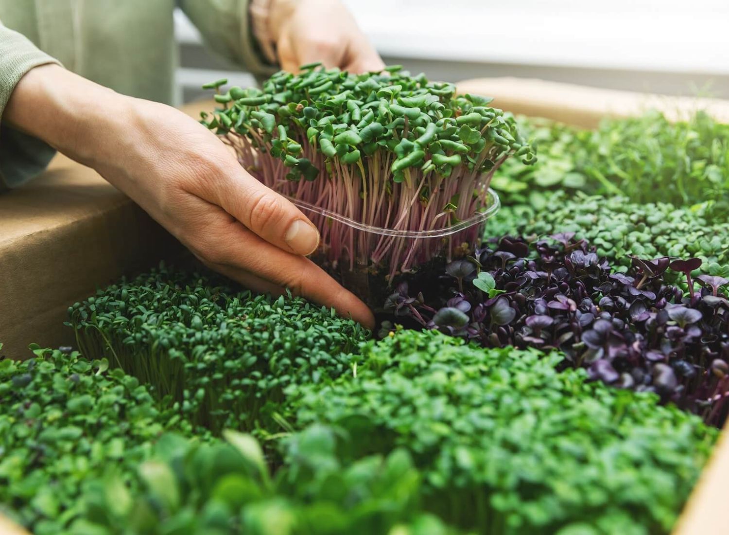 types of microgreens you should know